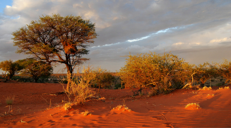 Kalahari Dream | By Jodi Sky Rogers | A Poem